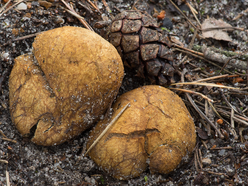 Rhizopogon verii